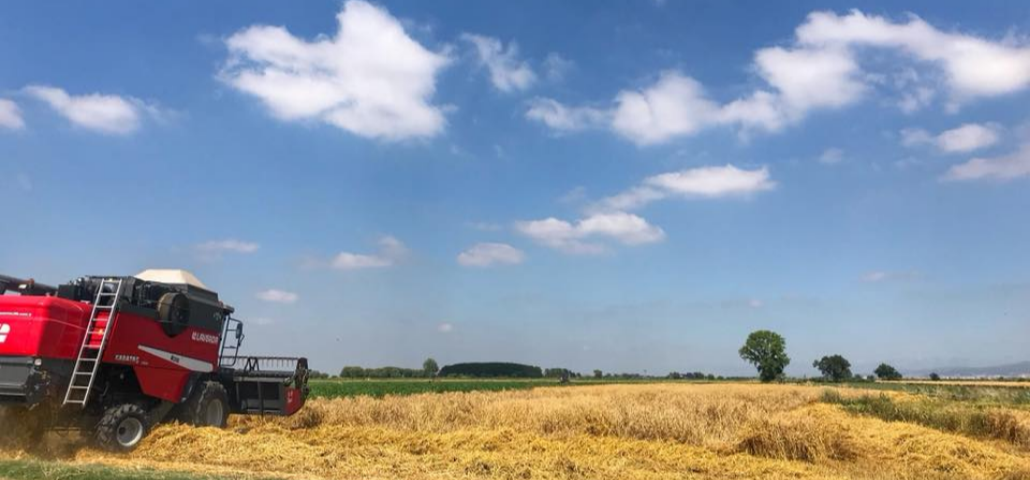 Şanlıurfa’da Arpa Hasadı Başladı: Çiftçinin Bir Yıllık Emeği Tarlada