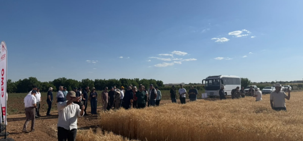 GAPTAEM’in Yerli Buğdayı CEMMO İlk Hasadını Verdi